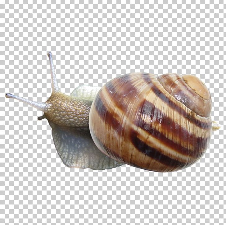 Snail PNG, Clipart, Animals, Cartoon Snail, Cockle, Encapsulated Postscript, Environmental Free PNG Download