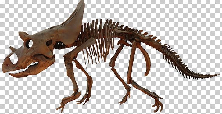 Agujaceratops Velociraptor Ceratopsia Brachyceratops Late Cretaceous PNG, Clipart, Animal Figure, Big Bend National Park, Bone Bed, Brachyceratops, Claw Free PNG Download