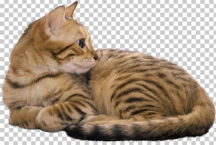 Bengal Cat Egyptian Mau Havana Brown Kitten Cat Food PNG, Clipart, Animals, Asian, Australian Mist, Bengal, Bengal Free PNG Download