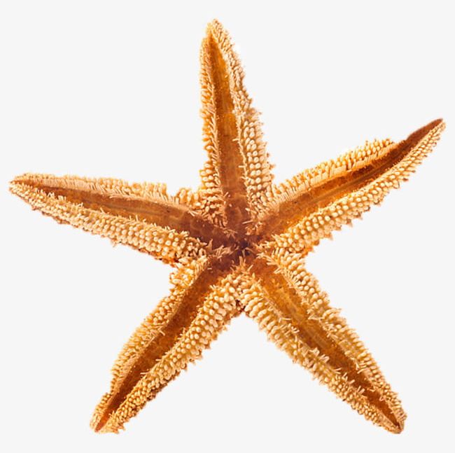 Dried Starfish PNG, Clipart, Dried Clipart, Five Pointed, Five Pointed ...