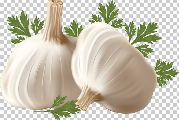 Garlic PNG, Clipart, Garlic Free PNG Download