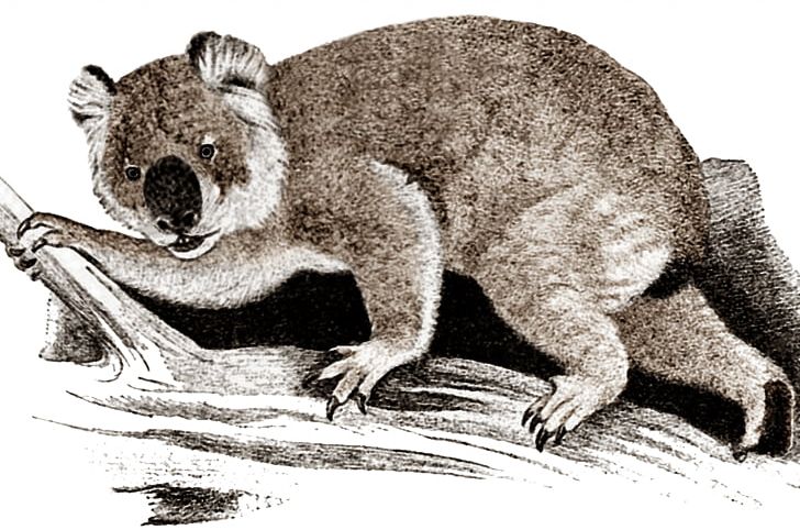 Giant Koala Wombat Marsupial Riversleigh Rainforest Koala PNG, Clipart, Animal, Animals, Beaver, Carnivoran, Common Wombat Free PNG Download