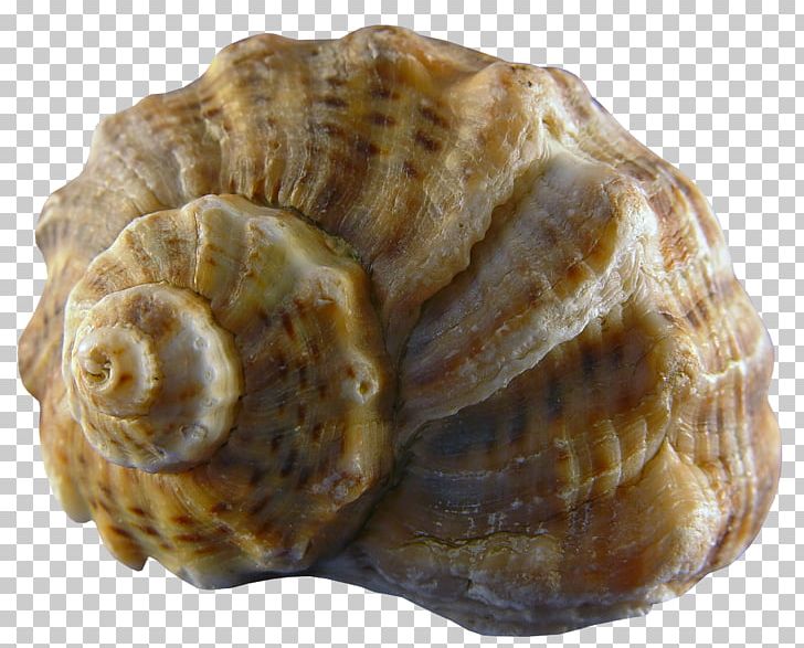 Photography PNG, Clipart, Animal Product, Art, Beach, Beach Elements, Cartoon Conch Free PNG Download