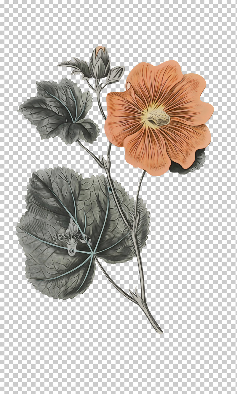 Flower Petal Plant Science Biology PNG, Clipart, Biology, Flower, Paint, Petal, Plant Free PNG Download