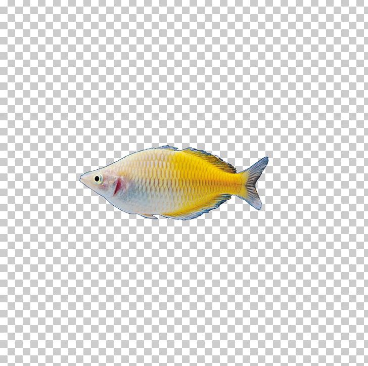 Fish Bird Computer File PNG, Clipart, Animal, Animal Prints, Animals, Aquarium Fish, Bird Free PNG Download
