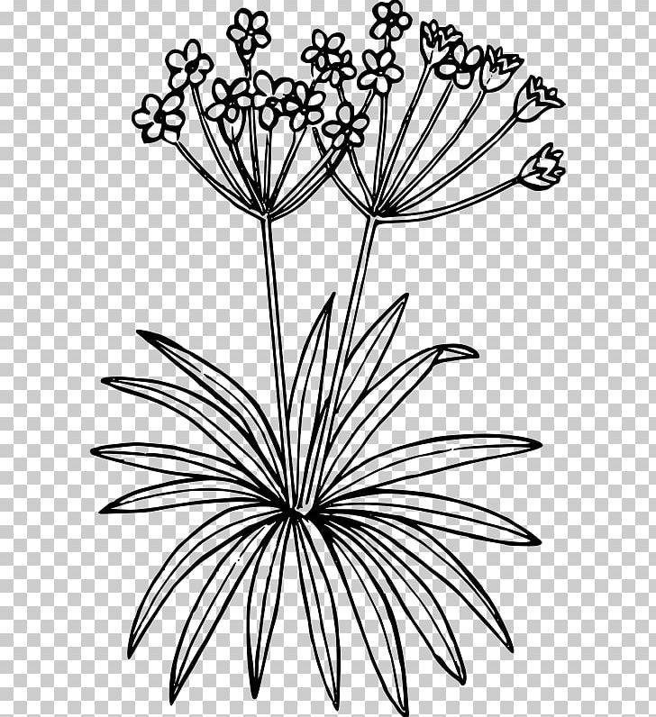 Floral Design Drawing PNG, Clipart, Artwork, Black And White, Branch, Drawing, Flora Free PNG Download