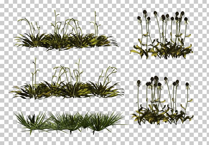 Herbaceous Plant PNG, Clipart, Branch, Diary, Dots Per Inch, Flora, Grass Free PNG Download