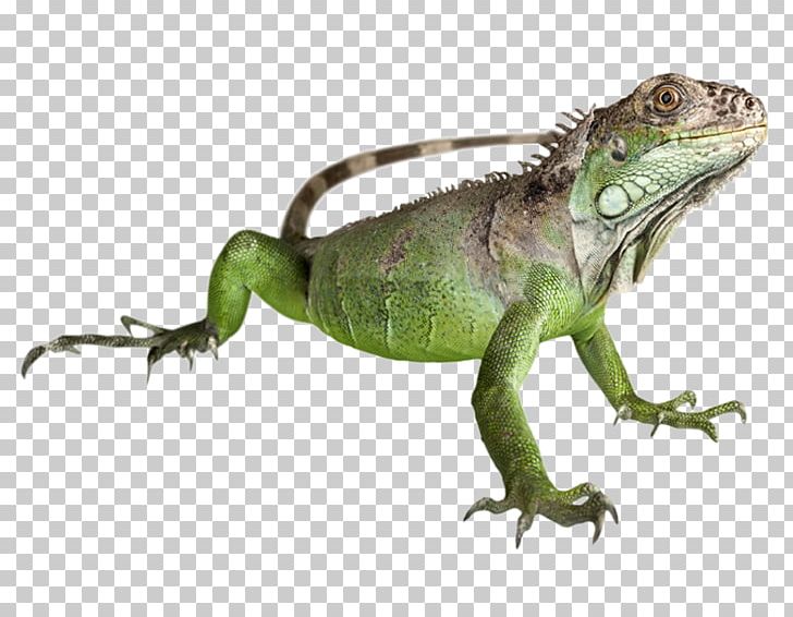 Reptile Dragon Lizards Green Iguana Anoles PNG, Clipart, Agamidae, American Chameleon, Animals, Anoles, Common Iguanas Free PNG Download