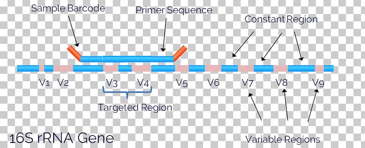 18S Ribosomal RNA 16S Ribosomal RNA Ribosomal DNA DNA Sequencing PNG, Clipart, 16s Ribosomal Rna, Angle, Bacteria, Blue, Business Free PNG Download