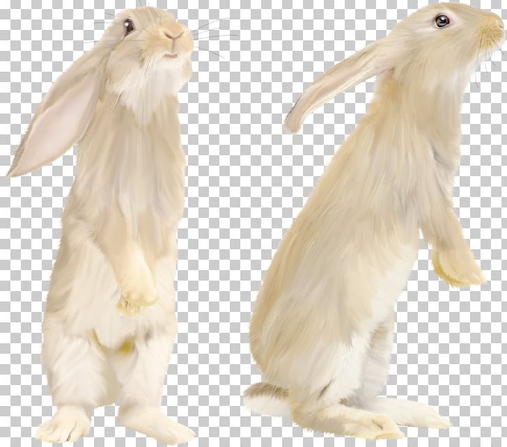 Rabbit PNG, Clipart, Rabbit Free PNG Download