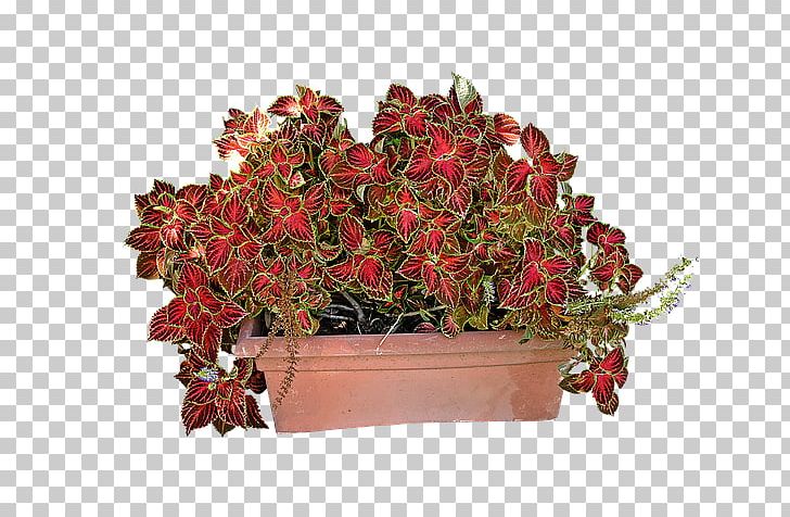 Solenostemon Coleus Houseplant Plectranthus Scutellarioides Plants PNG, Clipart, Artificial Flower, Begonia, Cloak, Coleus, Cut Flowers Free PNG Download