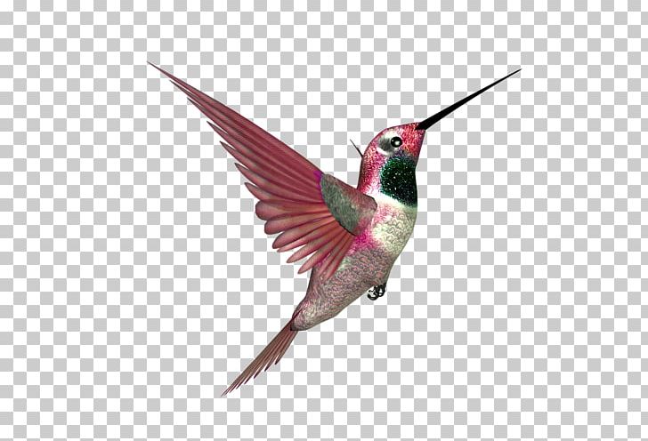 Hummingbird Beak Blog Feather PNG, Clipart, Alphabet Inc, Animals, Atom, Beak, Bird Free PNG Download