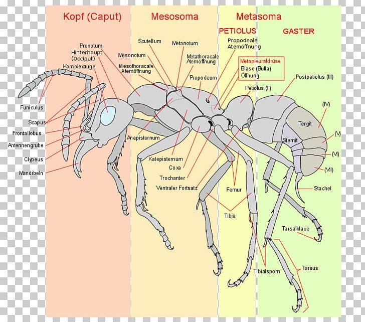 Insect Myrmicinae The Ants Metapleural Gland Acromyrmex PNG, Clipart, Angle, Animals, Ant, Ant, Ants Free PNG Download