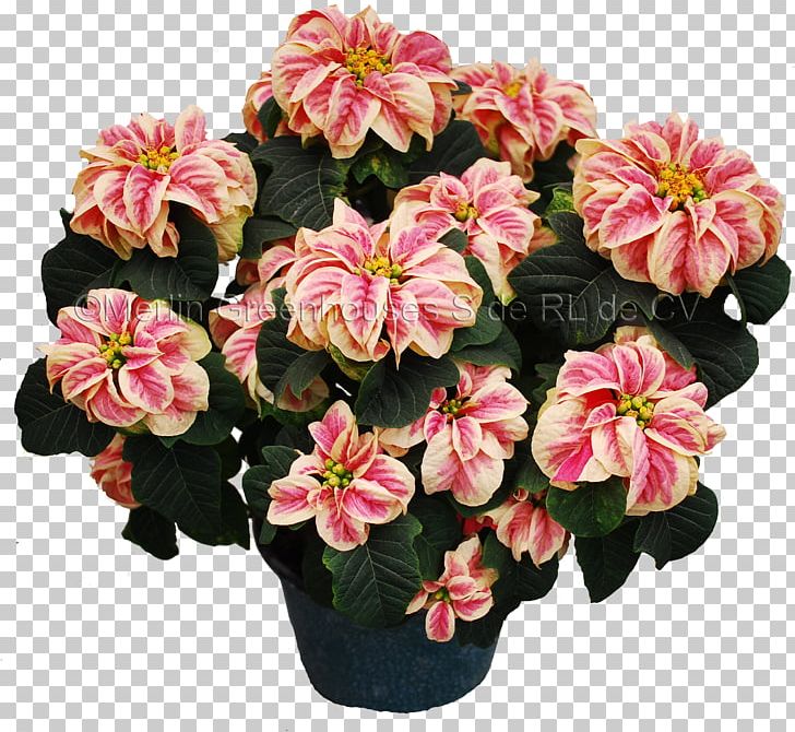 Artificial Flower Poinsettia Plant Merlin Greenhouses S De RL De CV PNG, Clipart, Annual Plant, Artificial Flower, Begonia, Carnation, Color Free PNG Download