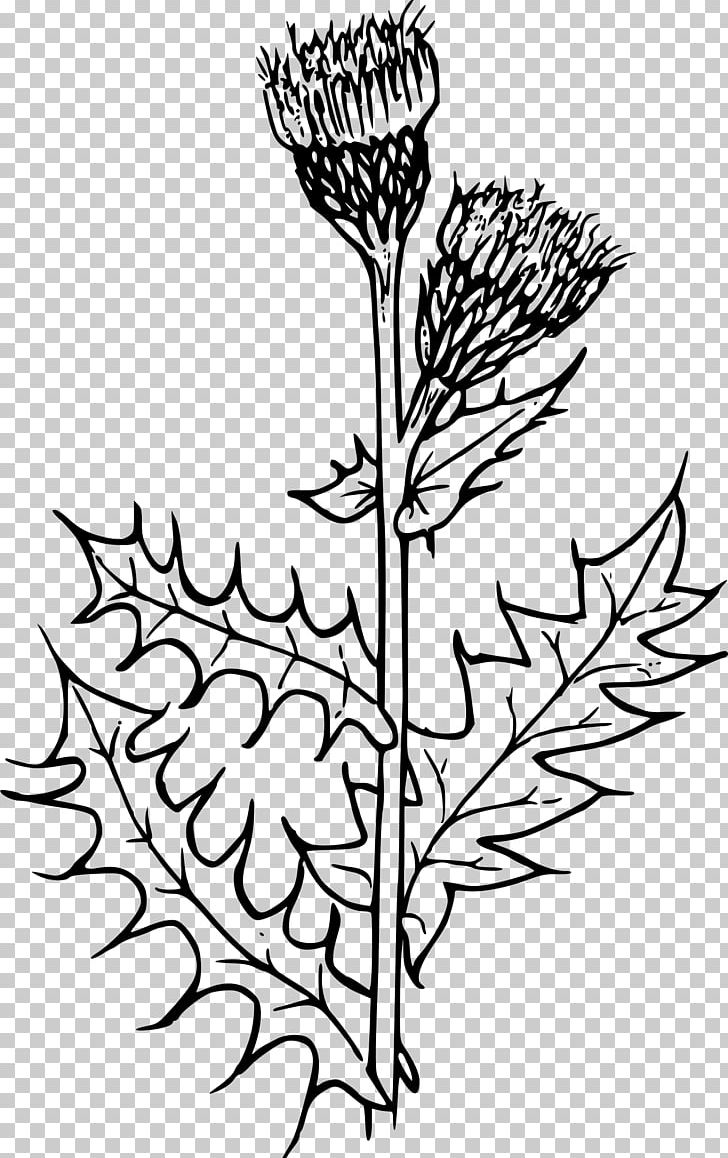 Creeping Thistle Milk Thistle Flower PNG, Clipart, Artwork, Black And White, Branch, Canada, Cirsium Free PNG Download