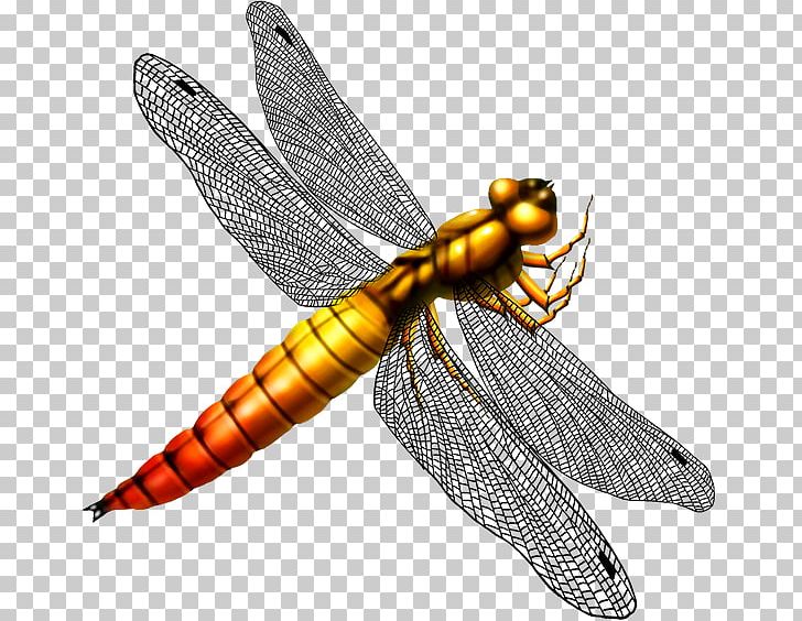 Dragonfly Pterygota PNG, Clipart, Animal, Animals Cartoon, Arthropod, Bulletin Board System, Cartoon Animals Free PNG Download