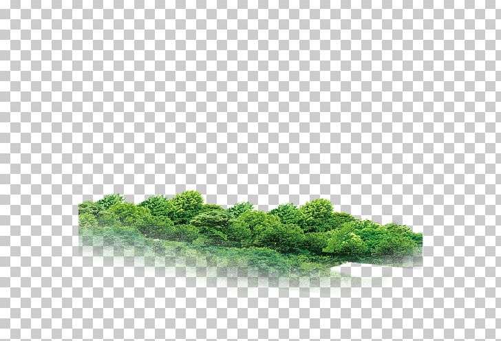 Forest Tree Vecteur PNG, Clipart, Background, Black Forest, Computer Wallpaper, Euclidean Vector, Forest Free PNG Download