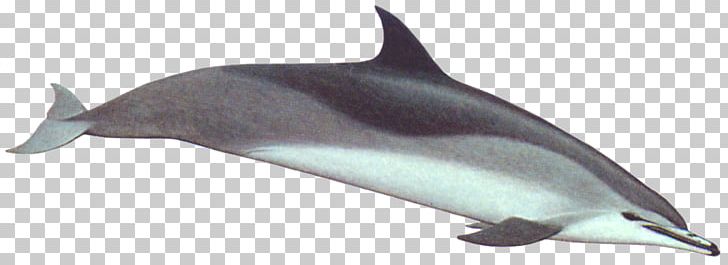Spinner Dolphin Striped Dolphin Porpoise Rough-toothed Dolphin Tucuxi PNG, Clipart, Animal, Animal Figure, Animals, Cetacea, Dolphin Free PNG Download