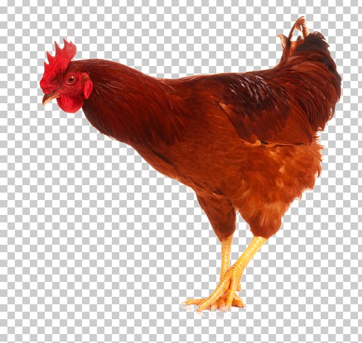 Chicken As Food Rooster Poultry PNG, Clipart, Animals, Beak, Bird, Chicken, Chicken As Food Free PNG Download