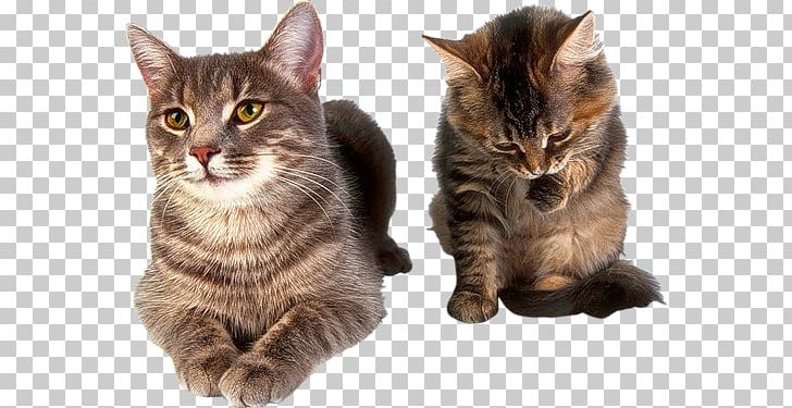 Dragon Li European Shorthair California Spangled Pixie-bob Kitten PNG, Clipart, Animal, Animals, Asian, Carnivoran, Cat Free PNG Download