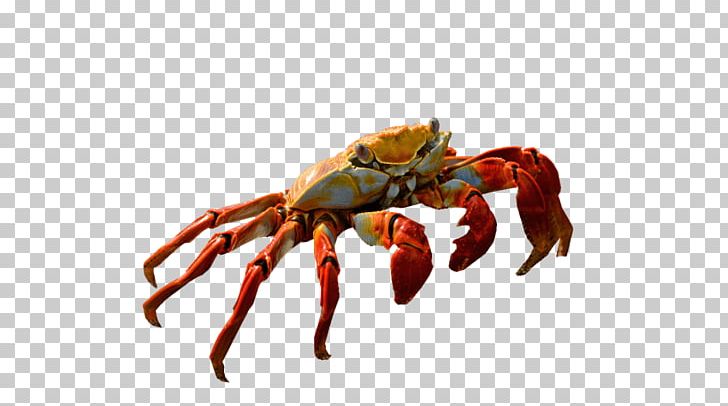 Dungeness Crab Freshwater Crab American Lobster PNG, Clipart, American Lobster, Animals, Animal Source Foods, Arthropod, Claw Free PNG Download