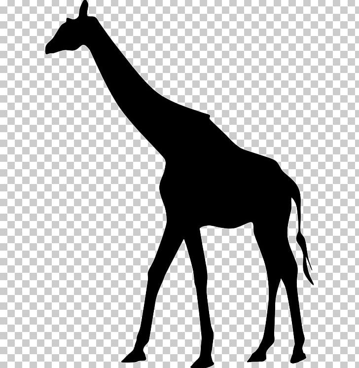 West African Giraffe Silhouette PNG, Clipart, Animals, Art, Black, Black And White, Colt Free PNG Download