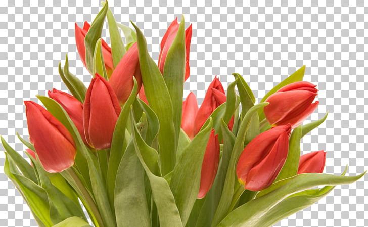 Flower Bouquet Portable Network Graphics Tulip Cut Flowers PNG, Clipart, Bud, Cut Flowers, Desktop Wallpaper, Floral Design, Floristry Free PNG Download