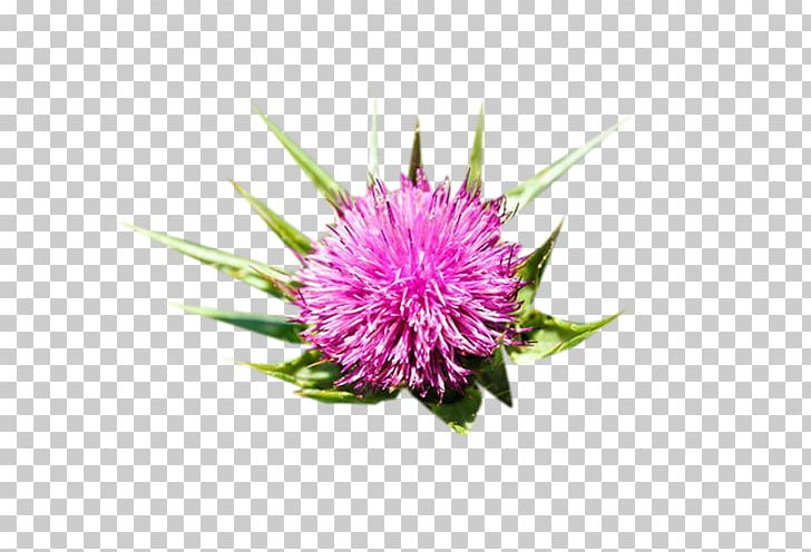 Milk Thistle Icon PNG, Clipart, Adobe Illustrator, Chrysanths, Cut Flowers, Download, Encapsulated Postscript Free PNG Download