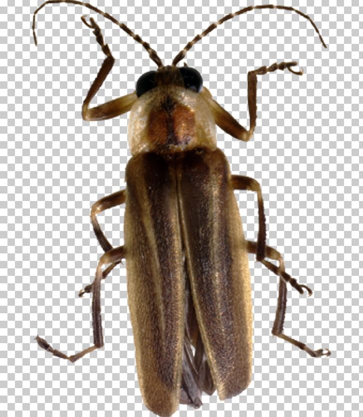 Beetle Firefly PNG, Clipart, Animals, Arthropod, Bearded, Beetle, Brown Free PNG Download