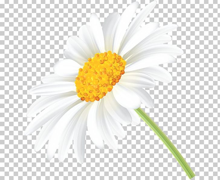 Common Daisy Chamomile PNG, Clipart, Annual Plant, Art, Art Museum, Aster, Chamaemelum Nobile Free PNG Download