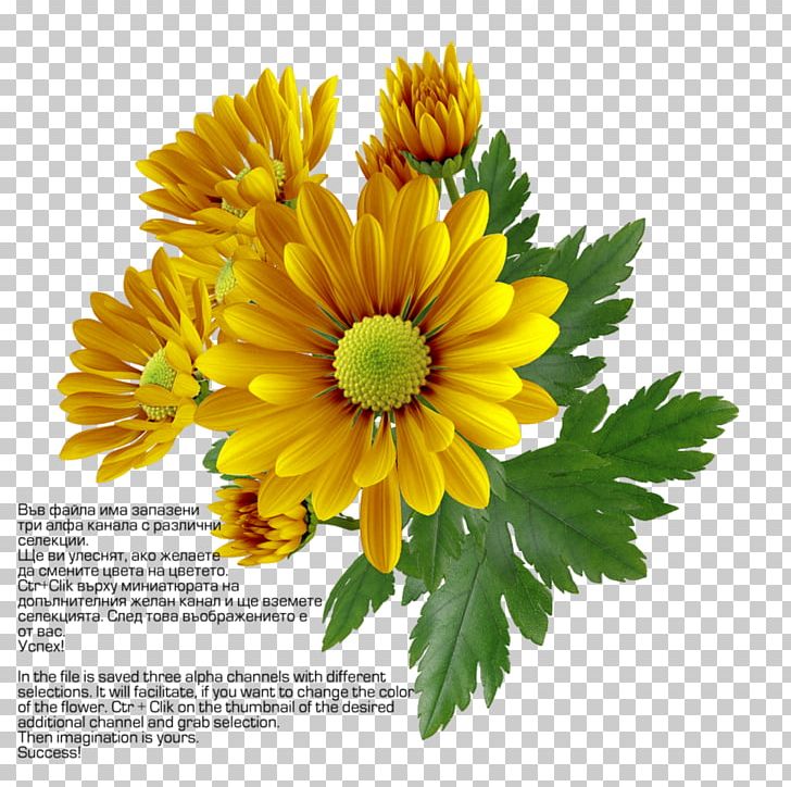 Display Resolution File Formats PNG, Clipart, Annual Plant, Chrysanths, Cut Flowers, Daisy Family, Desktop Wallpaper Free PNG Download