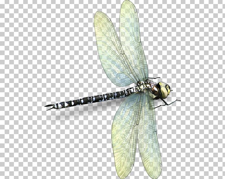 Dragonfly Insect Photography PNG, Clipart, 6 Xl, Animal, Arthropod, Bee, C 0 Free PNG Download