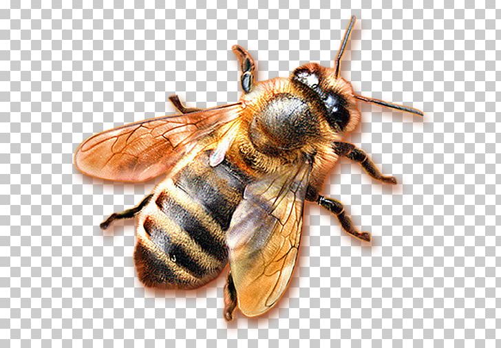 Honey Bee Hornet Honeycomb PNG, Clipart, Arthropod, Bee, Honey, Honey Bee, Honeycomb Free PNG Download