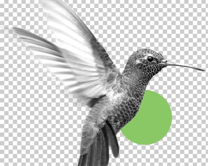 Hummingbird M Business Feather Ethics Organization PNG, Clipart, Ansvar, Beak, Behavior, Bird, Black And White Free PNG Download