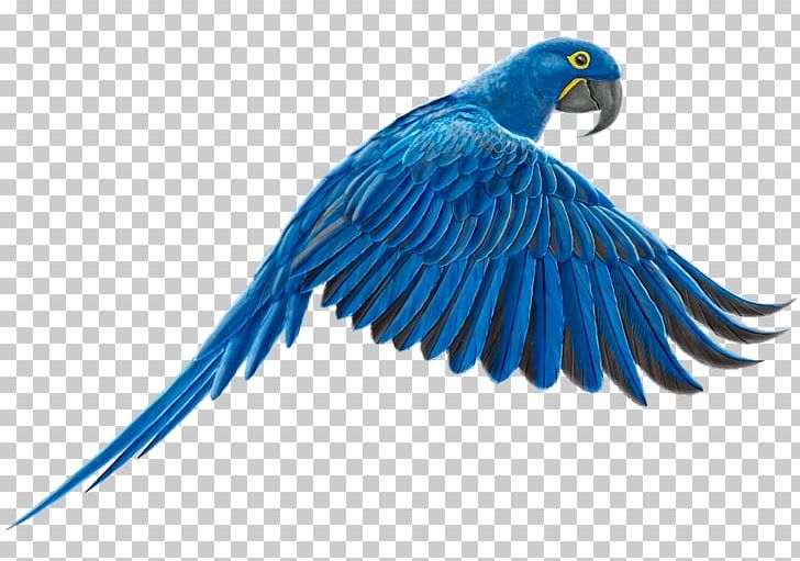 Macaw Feather Parakeet Lovebird Beak PNG, Clipart, Animals, Arara, Beak, Bird, Blueandyellow Macaw Free PNG Download
