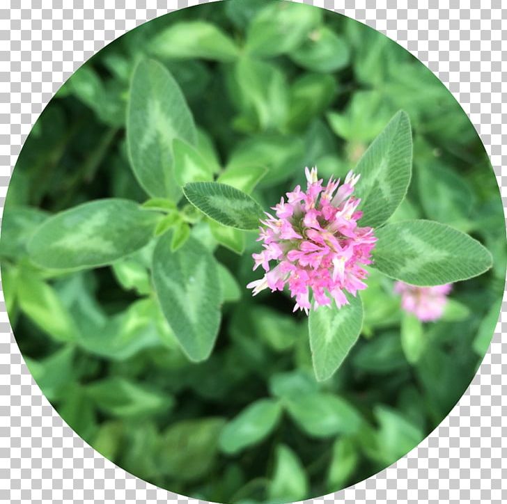 Medicine Red Clover Materia Medica Herb Why Would You Know PNG, Clipart, Clover, Flower, Grass, Groundcover, Herb Free PNG Download