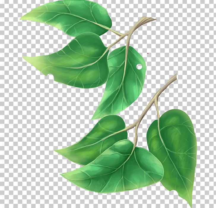 Branch Leaf Tree PNG, Clipart, Autumn Leaf Color, Branch, Clip Art, Fruit, Green Free PNG Download
