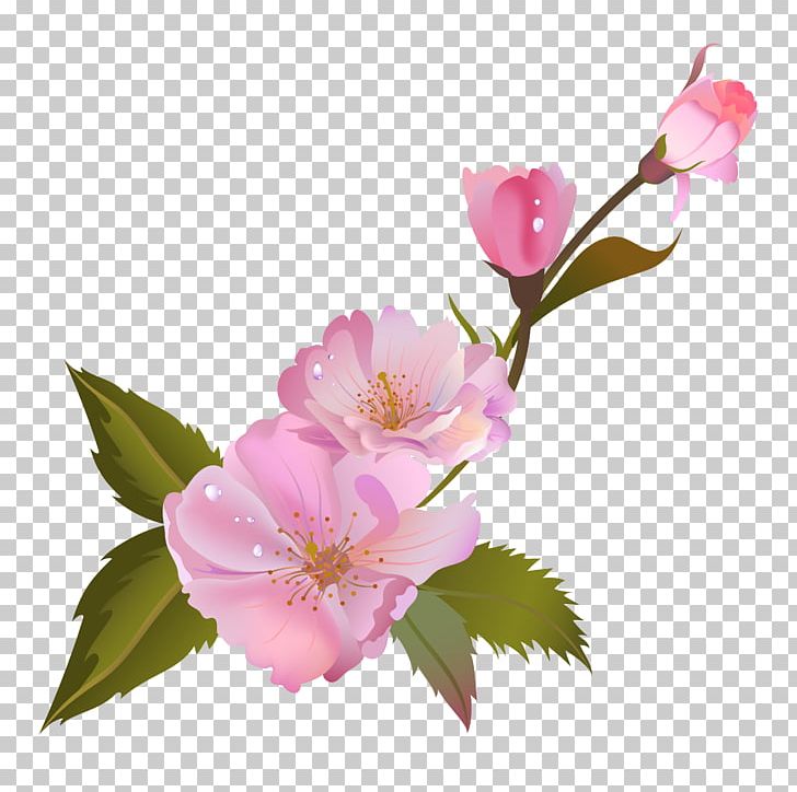 Centifolia Roses Still Life: Pink Roses PNG, Clipart, Blossom, Branch, Camellia Sasanqua, Centifolia Roses, Chemical Element Free PNG Download