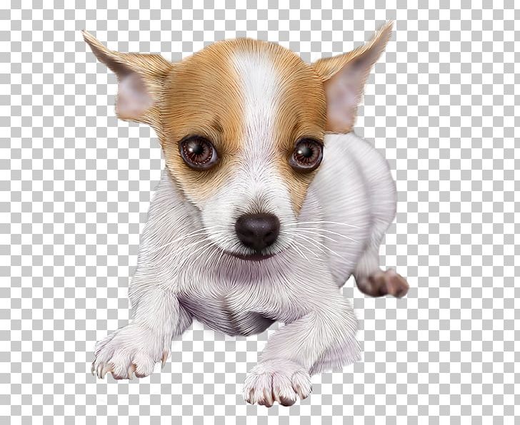 Chihuahua Puppy Dog Breed Toy Fox Terrier Tenterfield Terrier PNG, Clipart, Animal, Carnivoran, Chihuahua, Companion Dog, Corgichihuahua Free PNG Download