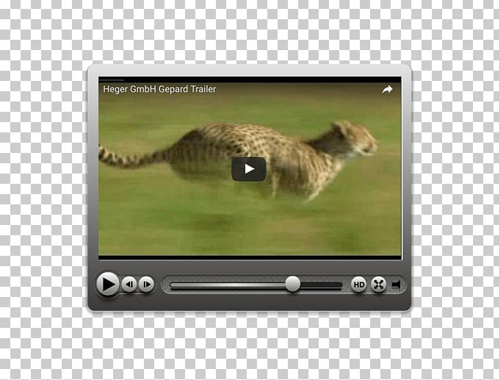 Video Cat Technology Multimedia PNG, Clipart, Animals, Cat, Cat Like Mammal, Fauna, Mammal Free PNG Download