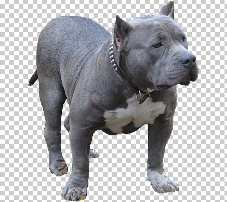 American Pit Bull Terrier American Bully Dog Breed Toy Bulldog PNG, Clipart, American Bully, American Pit Bull Terrier, Blue Nose, Breed, Bulldog Free PNG Download