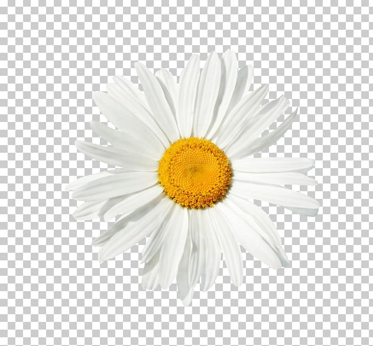 Common Daisy Chamomile Stock Photography PNG, Clipart, Aster, Chamaemelum Nobile, Chamomile, Chrysanths, Common Daisy Free PNG Download
