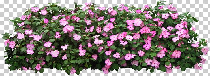 Flower PNG, Clipart, Annual Plant, Bushes, Cut Flowers, Desktop Wallpaper, Floral Design Free PNG Download