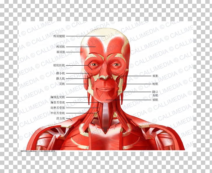 Head And Neck Anatomy Anterior Triangle Of The Neck Posterior Triangle Of The Neck Muscle PNG, Clipart, Anterior Triangle Of The Neck, Artery, Blood Vessel, Facial Muscles, Figurine Free PNG Download
