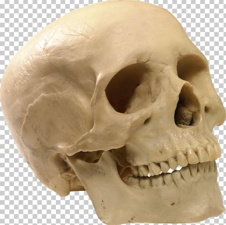 Human Skull Human Skeleton PNG, Clipart, Anatomy, Bone, Computer Icons, Esqueleto, Fantasy Free PNG Download