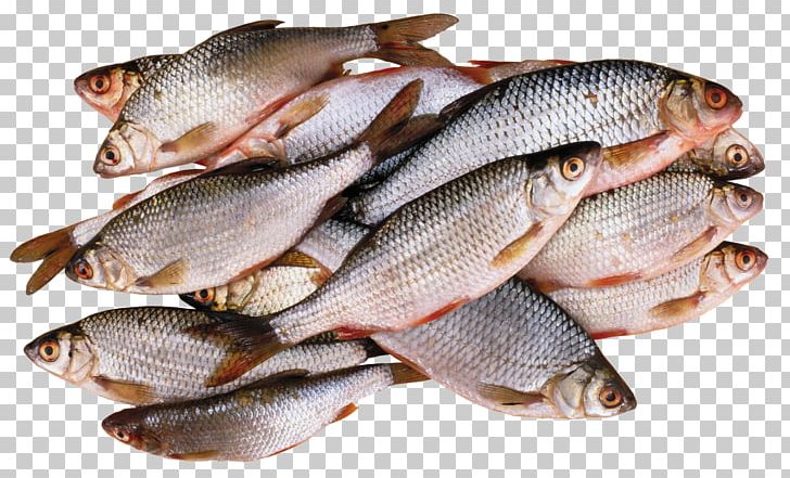 Tilapia Fish PNG, Clipart, Animals, Animal Source Foods, Computer Icons, Fillet, Fish Free PNG Download