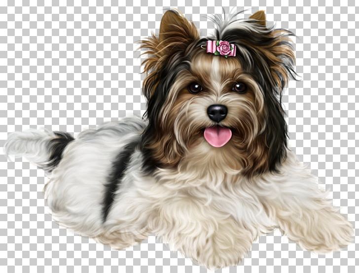 Yorkshire Terrier English Foxhound Beagle Biewer Terrier Maltese Dog PNG, Clipart, Animals, Australian Silky Terrier, Beagle, Carnivoran, Companion Dog Free PNG Download