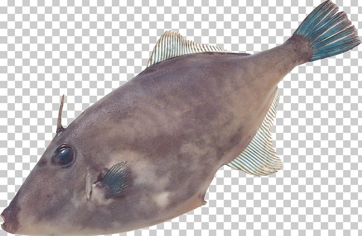 Catfish Vegetable Desktop Food PNG, Clipart, Animal, Bony Fish, Catfish, Desktop Wallpaper, Download Free PNG Download