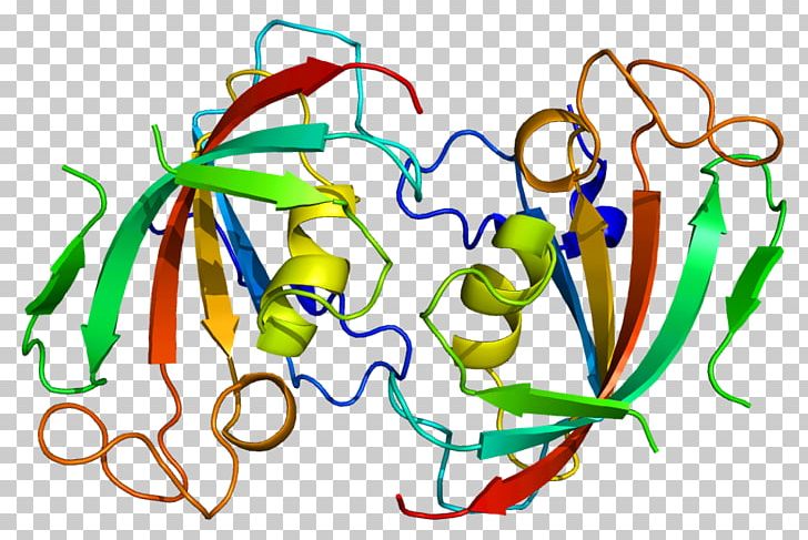 FKBP52 Protein FKBP1A Tacrolimus PNG, Clipart, 1 A, 1 N, Area, Artwork, Chaperone Free PNG Download