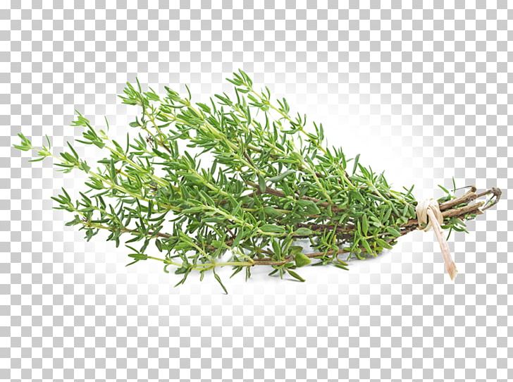 Garden Thyme Herb Tea Thymus Citriodorus PNG, Clipart, Bund, Food Drinks, Garden Thyme, Grass, Herb Free PNG Download
